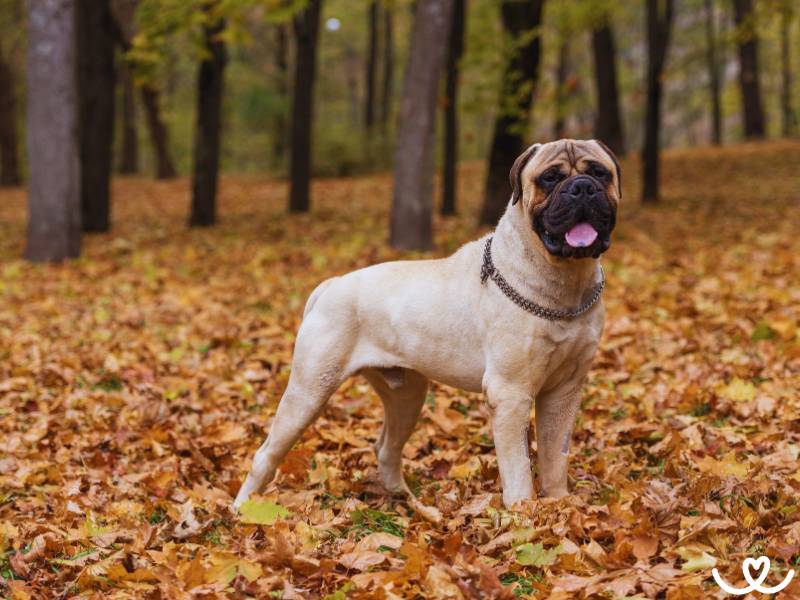 Psi-plemeno-bullmastiff (11)